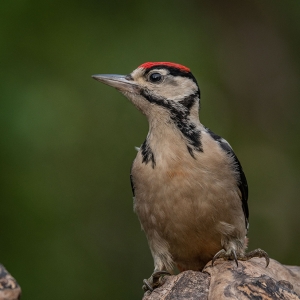 Redwell   15 06 2020   D500   Les 90.jpg